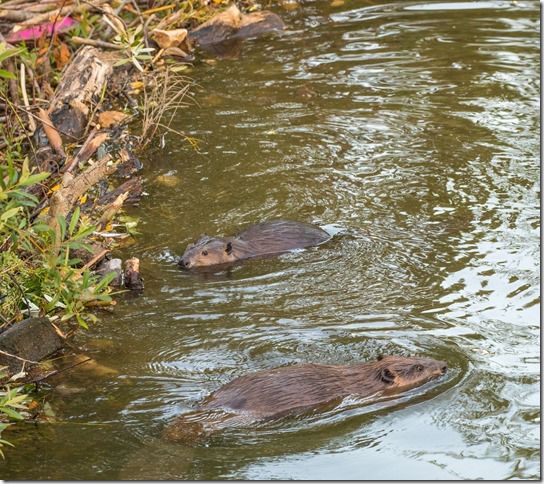 Beaver Lodge Spring 2018
